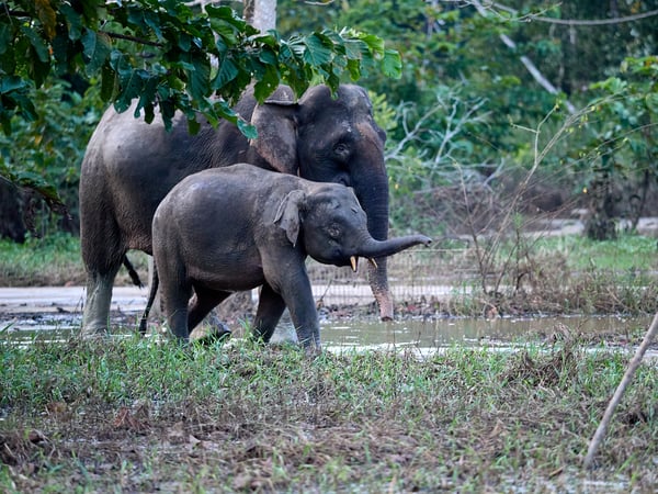 Pygmy elephants, Kinabatangan river, Sabah, Malaysia