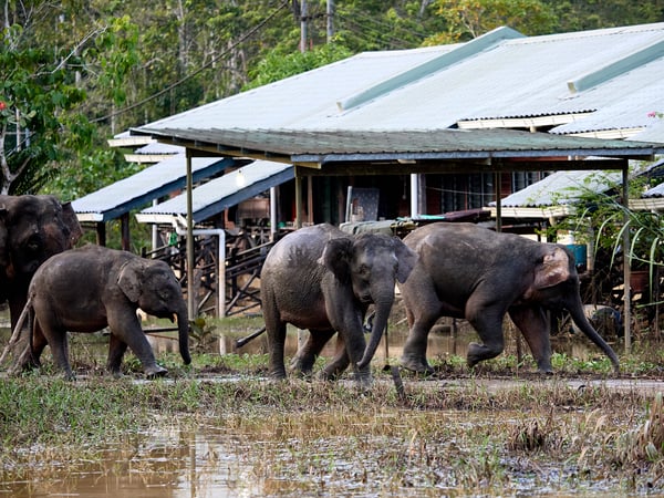 Pygmy elephants, Kinabatangan river, Sabah, Malaysia