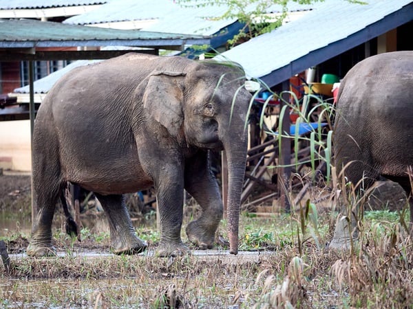 Pygmy elephants, Kinabatangan river, Sabah, Malaysia