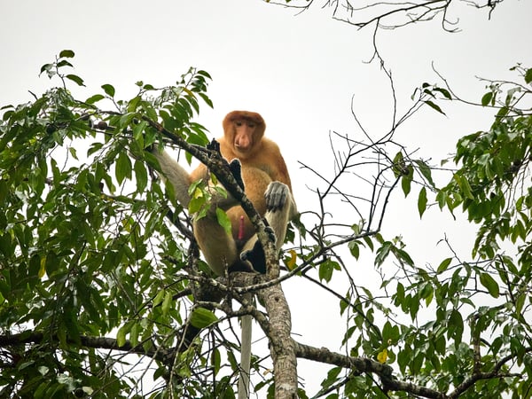 Male Proboscis Monkey, Kinabatangan river, Sabah, Malaysia