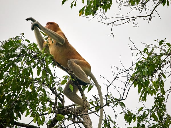 Male Proboscis Monkey, Kinabatangan river, Sabah, Malaysia