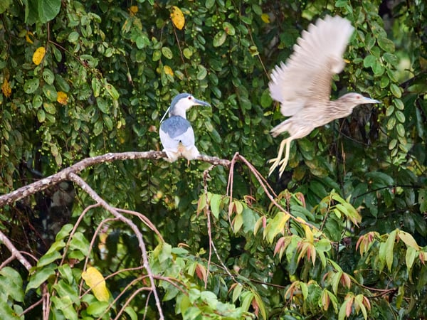 Black-crowned night herons, Kinabatangan river, Sabah, Malaysia