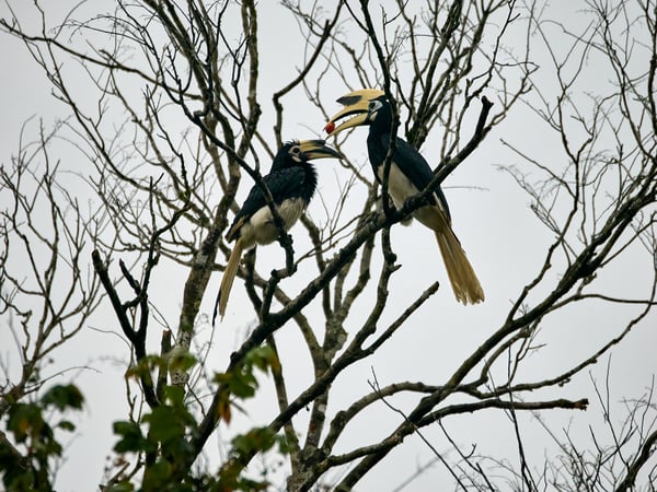 Oriental pied hornbill, Kinabatangan river, Sabah, Malaysia
