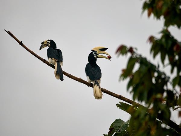 Oriental pied hornbill, Kinabatangan river, Sabah, Malaysia