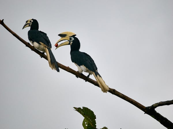 Oriental pied hornbill, Kinabatangan river, Sabah, Malaysia