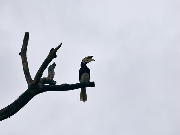 Oriental pied hornbill, Kinabatangan river, Sabah, Malaysia