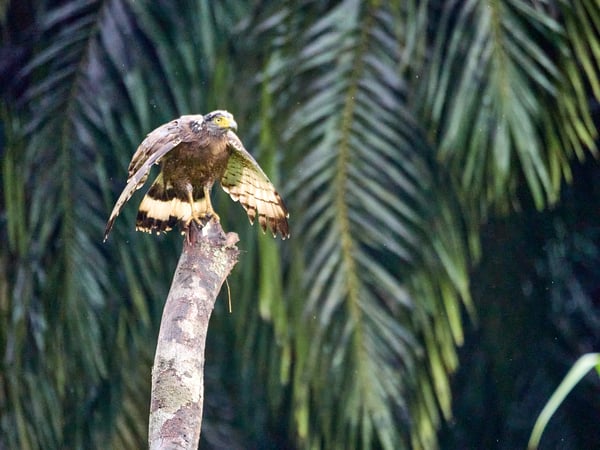 Crested Serpent Eagle, Kinabatangan river, Sabah, Malaysia