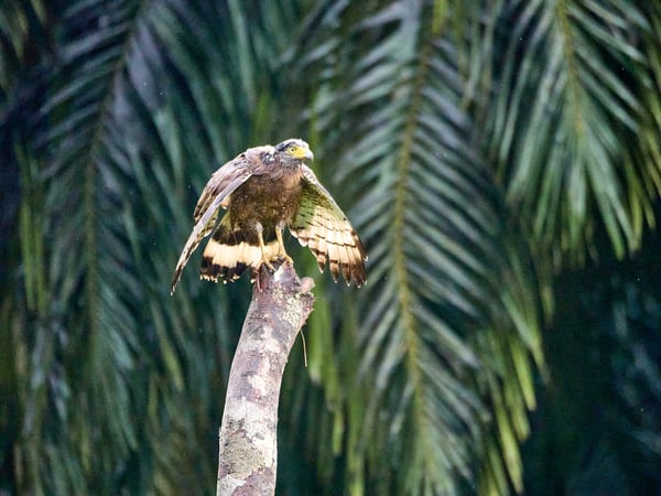 Crested Serpent Eagle, Kinabatangan river, Sabah, Malaysia