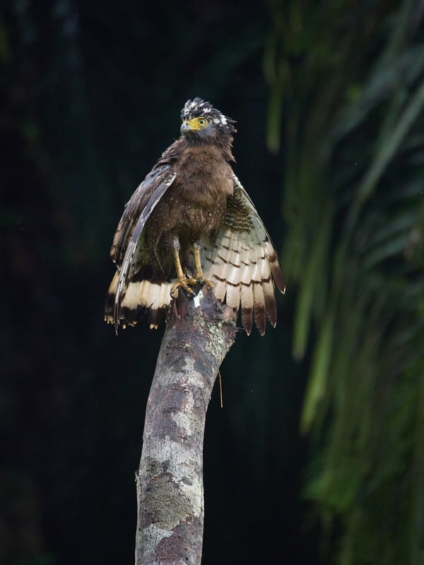 Crested Serpent Eagle, Kinabatangan river, Sabah, Malaysia