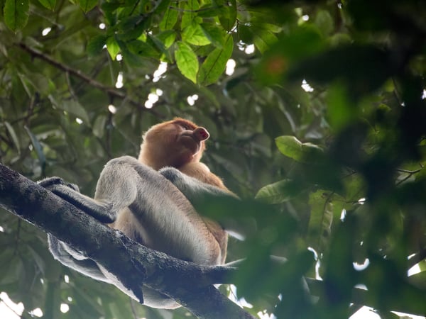 Male Proboscis Monkey, Kinabatangan river and Sukau Rainforest Lodge, Sabah, Malaysia