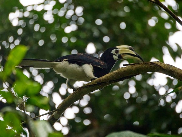 Oriental pied hornbill, Kinabatangan river and Sukau Rainforest Lodge, Sabah, Malaysia