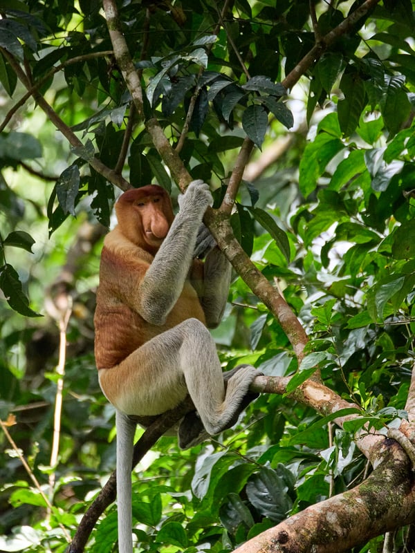 Male Proboscis Monkey, Kinabatangan river and Sukau Rainforest Lodge, Sabah, Malaysia