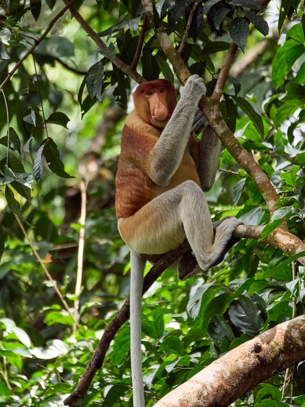 Male Proboscis Monkey, Kinabatangan river and Sukau Rainforest Lodge, Sabah, Malaysia