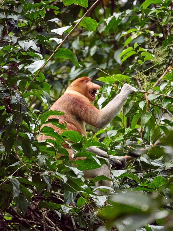 Male Proboscis Monkey, Kinabatangan river and Sukau Rainforest Lodge, Sabah, Malaysia