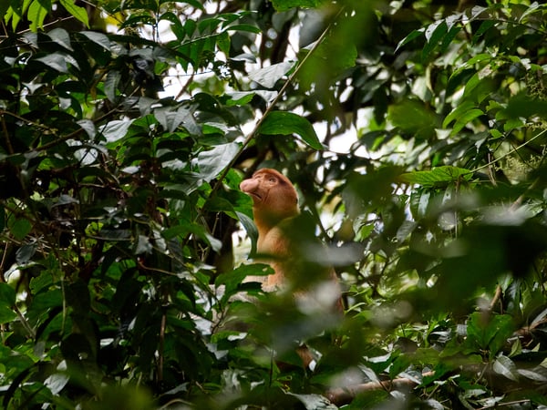 Male Proboscis Monkey, Kinabatangan river and Sukau Rainforest Lodge, Sabah, Malaysia