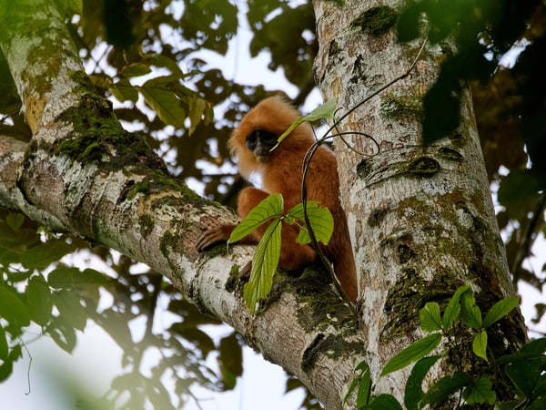Maroon Leaf Monkeys, Kinabatangan river and Sukau Rainforest Lodge, Sabah, Malaysia