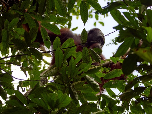 Orangutan, Kinabatangan river and Sukau Rainforest Lodge, Sabah, Malaysia