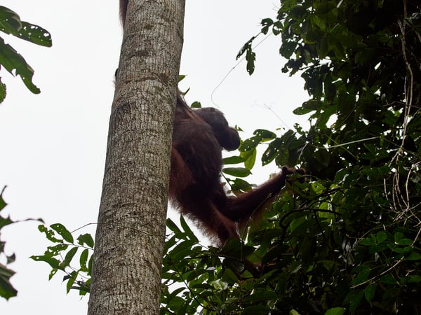 Orangutan, Kinabatangan river and Sukau Rainforest Lodge, Sabah, Malaysia