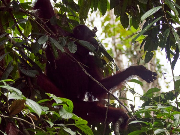 Orangutan, Kinabatangan river and Sukau Rainforest Lodge, Sabah, Malaysia