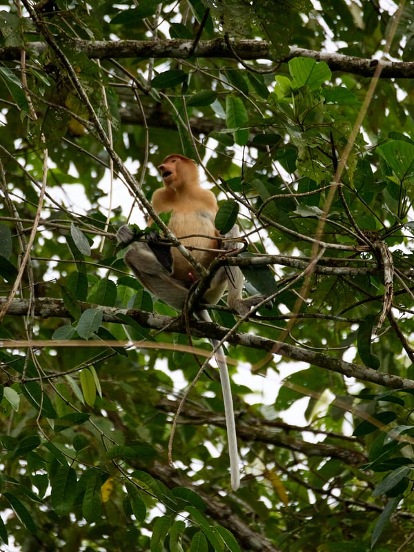 Male Proboscis Monkey, Kinabatangan river and Sukau Rainforest Lodge, Sabah, Malaysia