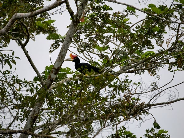 Rhinoceros hornbill, Kinabatangan river and Sukau Rainforest Lodge, Sabah, Malaysia
