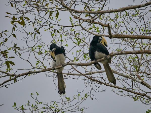 Oriental pied hornbill, Kinabatangan river and Sukau Rainforest Lodge, Sabah, Malaysia