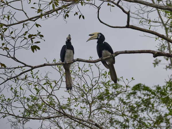 Oriental pied hornbill, Kinabatangan river and Sukau Rainforest Lodge, Sabah, Malaysia