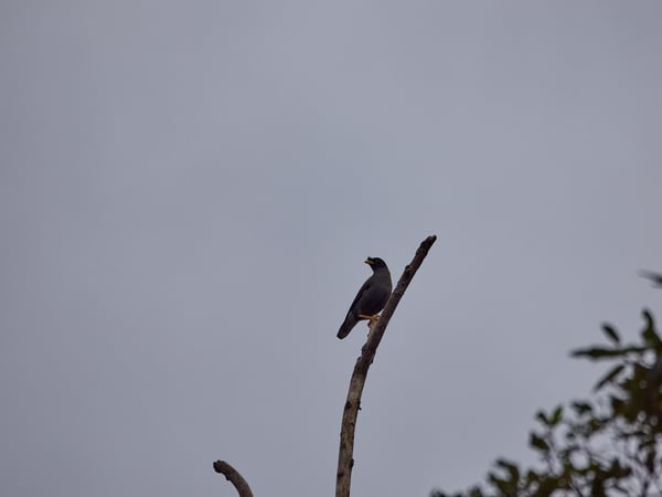 OriJavan Myna, Kinabatangan river and Sukau Rainforest Lodge, Sabah, Malaysia
