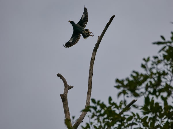 OriJavan Myna, Kinabatangan river and Sukau Rainforest Lodge, Sabah, Malaysia