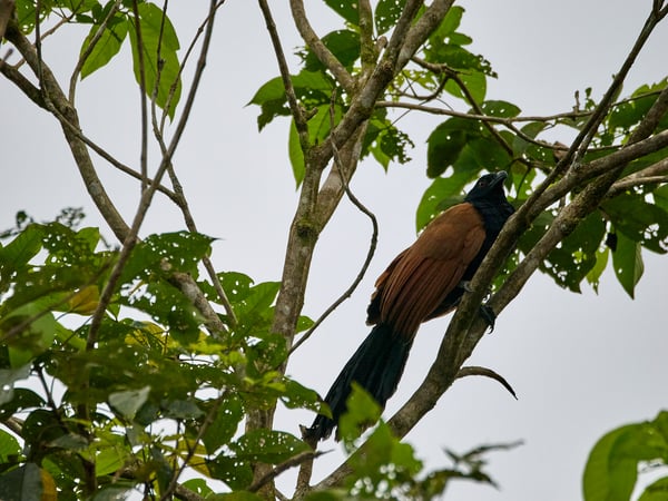 Greater Coucal, Kinabatangan river and Sukau Rainforest Lodge, Sabah, Malaysia