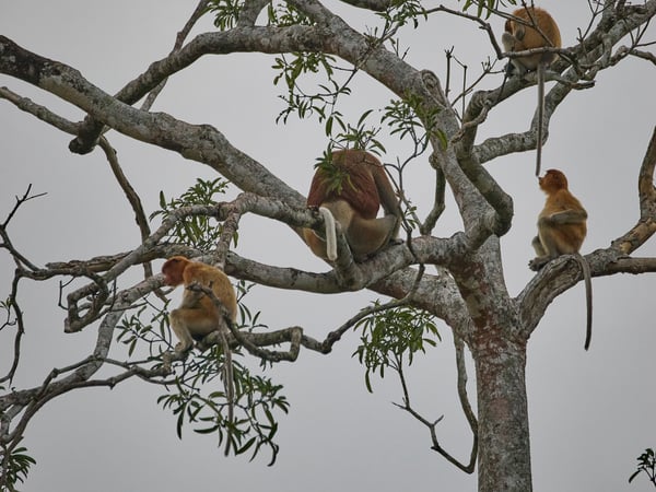 Proboscis Monkeys, Kinabatangan river and Sukau Rainforest Lodge, Sabah, Malaysia