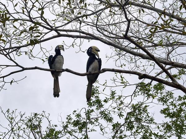 Oriental pied hornbill, Kinabatangan river and Sukau Rainforest Lodge, Sabah, Malaysia