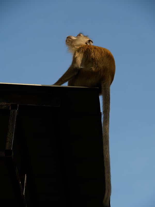 Monkey at the transit station near Batu Caves, Kuala Lumpur, Malaysia