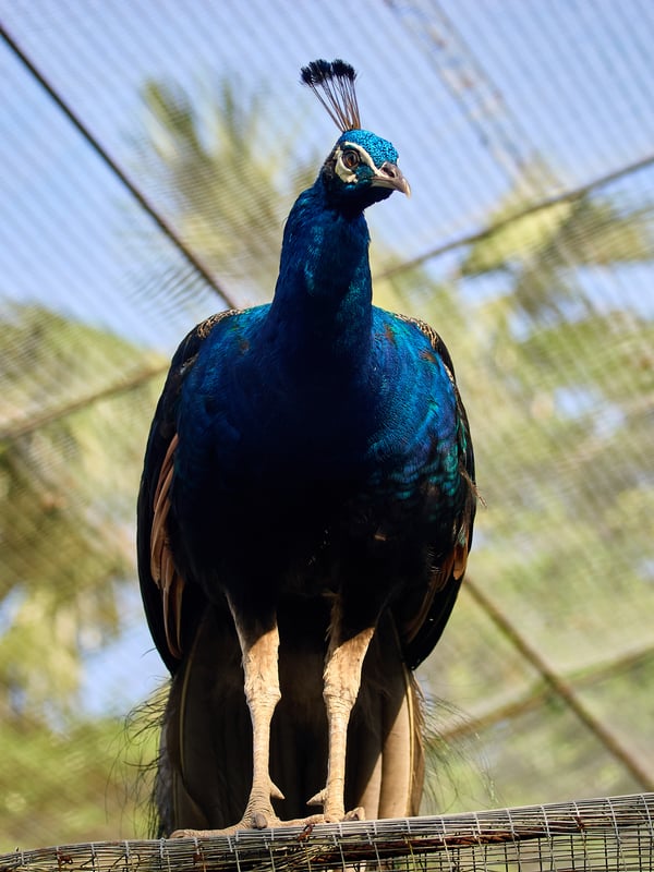 Bird Park, Kuala Lumpur, Malaysia