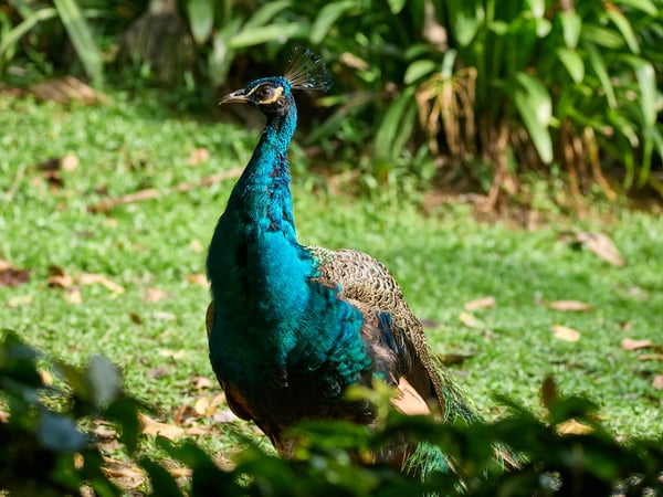 Bird Park, Kuala Lumpur, Malaysia