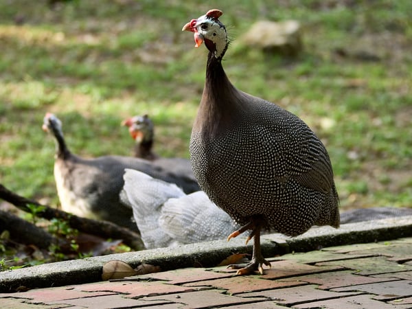 Bird Park, Kuala Lumpur, Malaysia