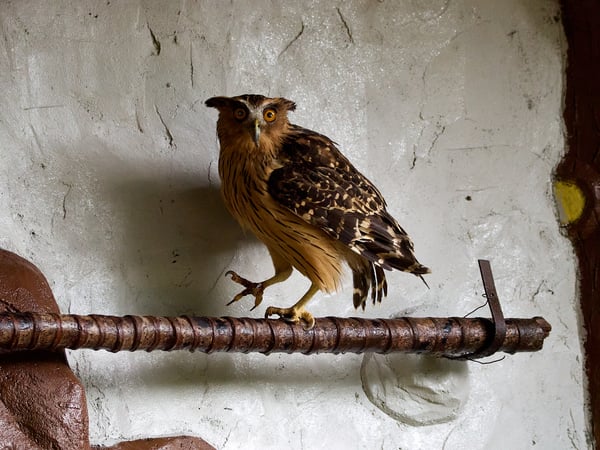 Bird Park, Kuala Lumpur, Malaysia