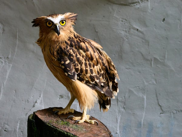 Bird Park, Kuala Lumpur, Malaysia