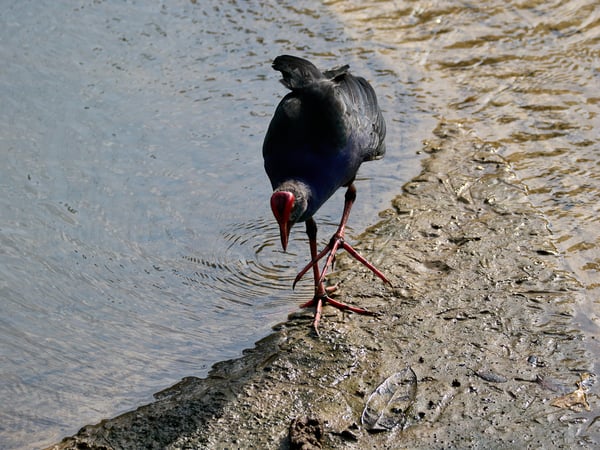 Bird Park, Kuala Lumpur, Malaysia