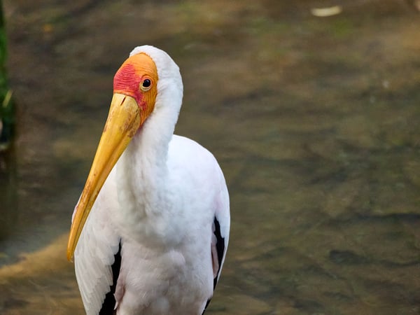 Bird Park, Kuala Lumpur, Malaysia