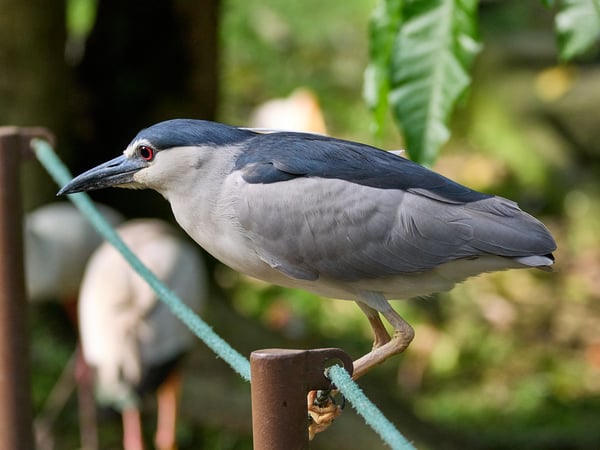 Bird Park, Kuala Lumpur, Malaysia