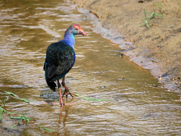 Bird Park, Kuala Lumpur, Malaysia