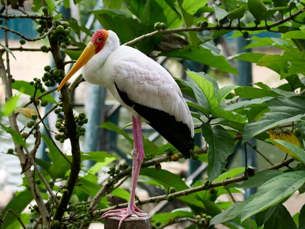 Bird Park, Kuala Lumpur, Malaysia