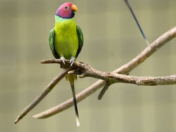 Bird Park, Kuala Lumpur, Malaysia
