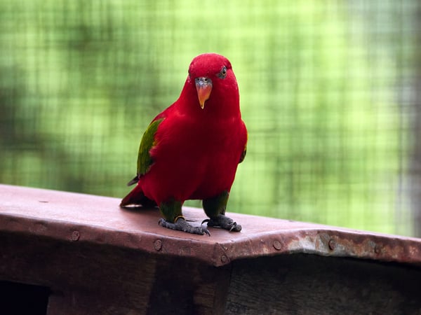 Bird Park, Kuala Lumpur, Malaysia