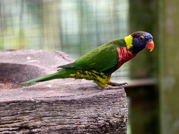 Bird Park, Kuala Lumpur, Malaysia