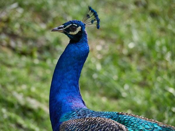 Bird Park, Kuala Lumpur, Malaysia