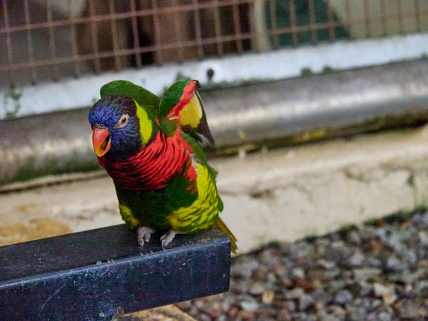 Bird Park, Kuala Lumpur, Malaysia