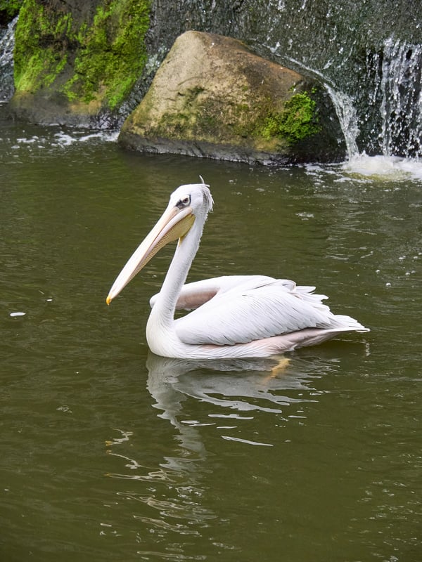 Bird Park, Kuala Lumpur, Malaysia