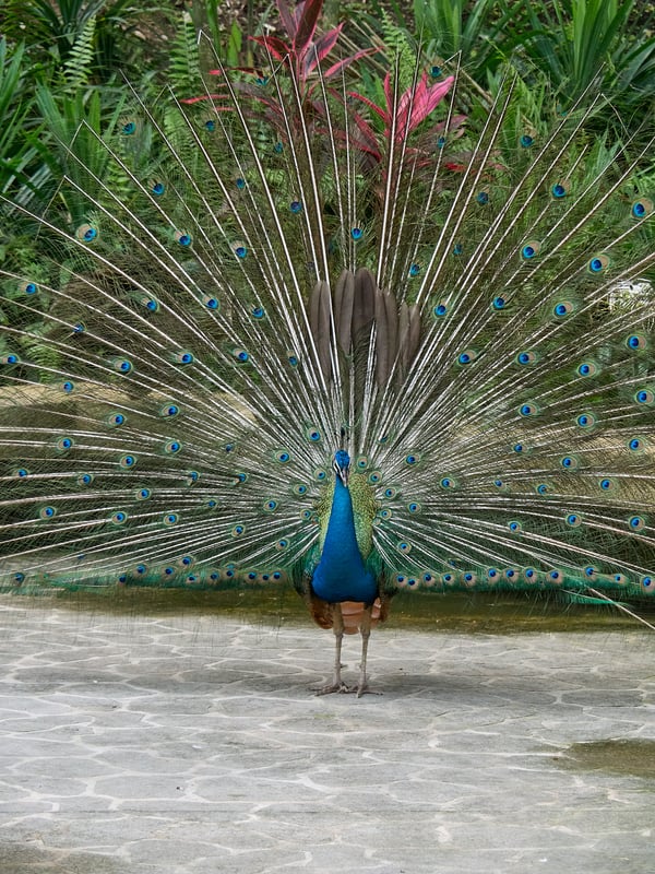 Bird Park, Kuala Lumpur, Malaysia